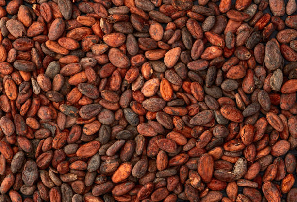 Cocoa beans grain texture . Ingredient for preparating chocolate