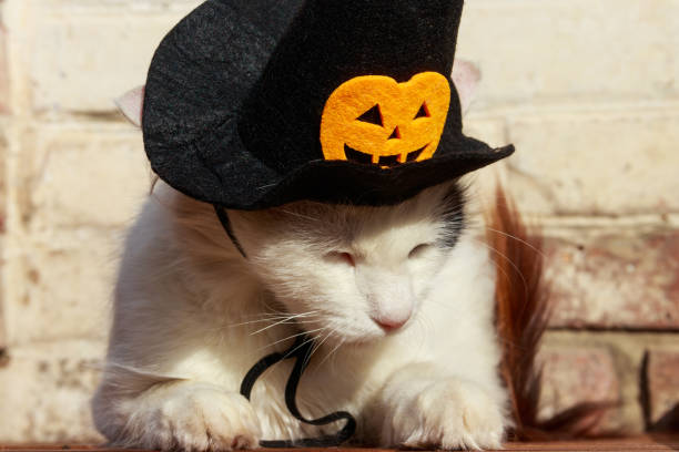 istock Beautiful cat wearing witch hat for halloween 2164037541
