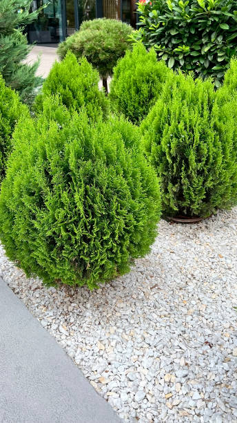 istock thuja bushes and pebbles. landscape design 2164040927