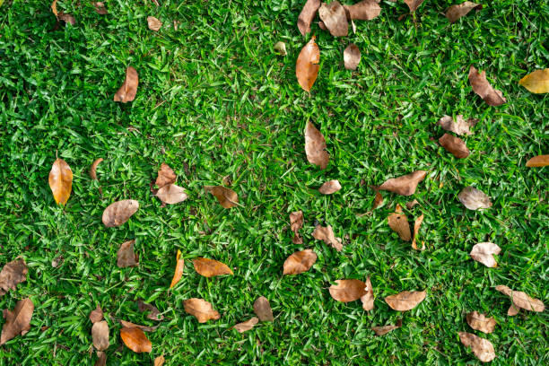 istock Fallen autumn leaves on green grass with copy space, top view. 2164041103