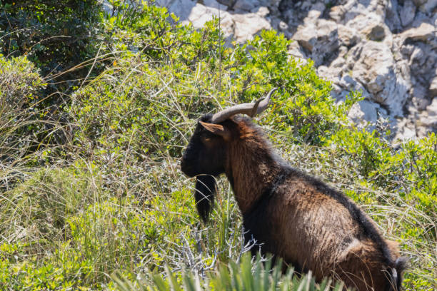 The symbol of the island among the bushes, Mallorca.