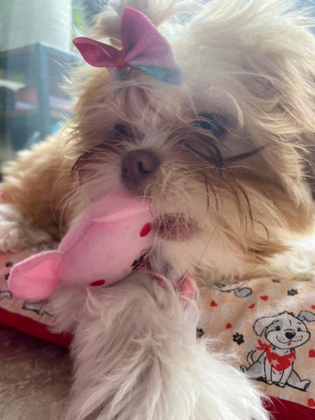 istock A Shih Tzu with a pink ribbon. 2164042167