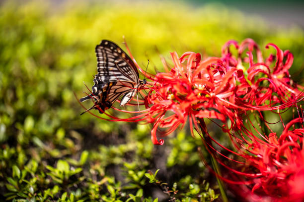 Red spider lily and swallowtail butterfly