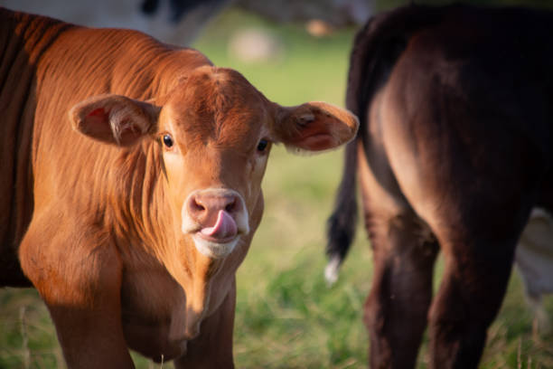 istock Cute Calf on Green Meadow - Close-Up 2164042855