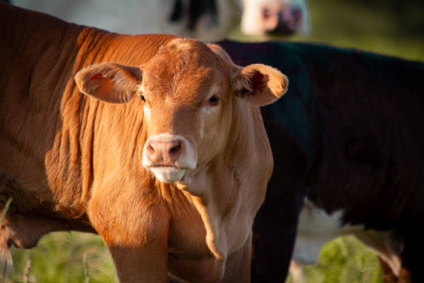 istock Cute Calf on Green Meadow - Close-Up 2164042857
