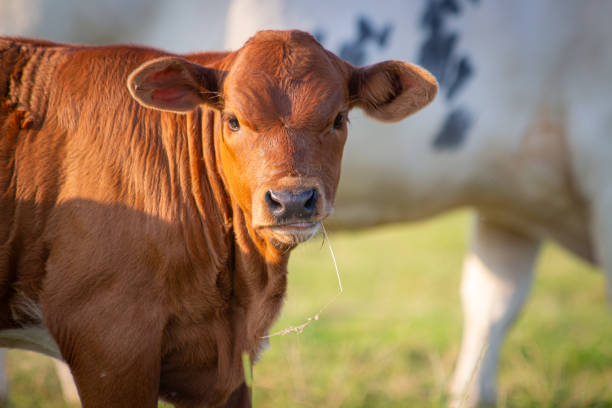 istock Cute Calf on Green Meadow - Close-Up 2164042860