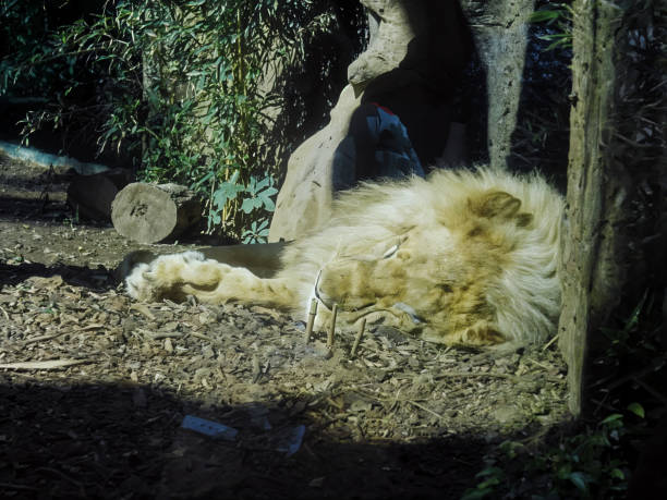 In a zoo in Rome, Italy, lies a majestic lion at rest. His mane is voluminous and soft, giving him a serene appearance following his recent meal.