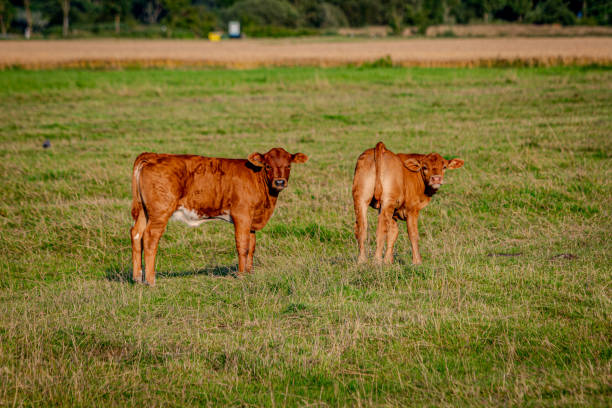istock Cute Calves on a Green Meadow 2164042980