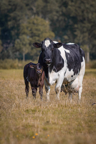 istock Cow with Calf on a Green Meadow 2164042985