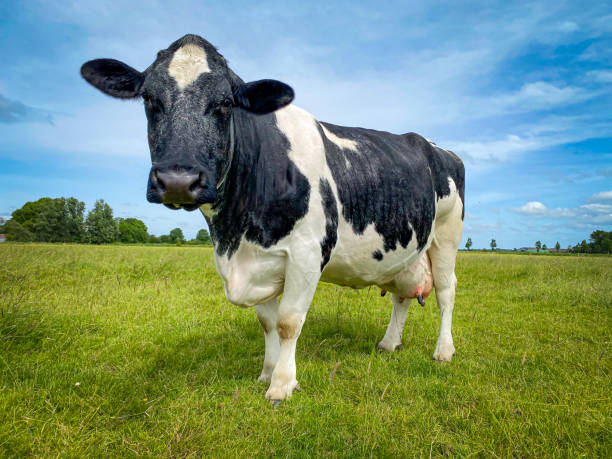 istock Cow on Green Meadow under Blue Sky 2164043016