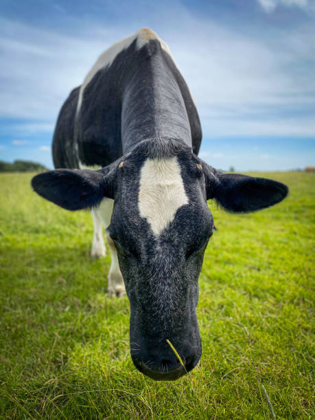 istock Cow on Green Meadow under Blue Sky 2164043022