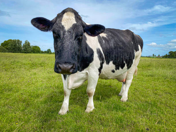 istock Cow on Green Meadow under Blue Sky 2164043026