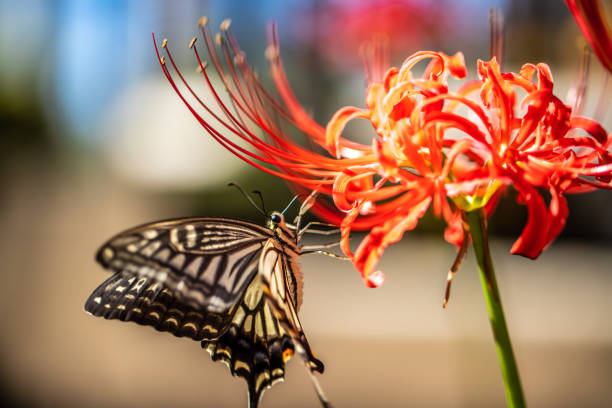 Red spider lily and swallowtail butterfly