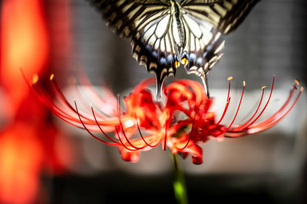 Red spider lily and swallowtail butterfly