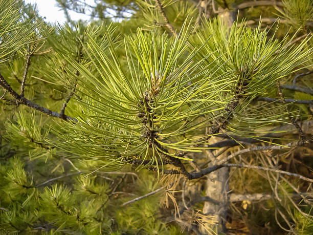 istock Pine branch with a pine cone in the forest 2164044150