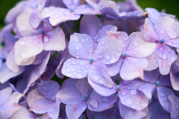 istock Close-up of a purple hydrangea wet with rain 2164044903