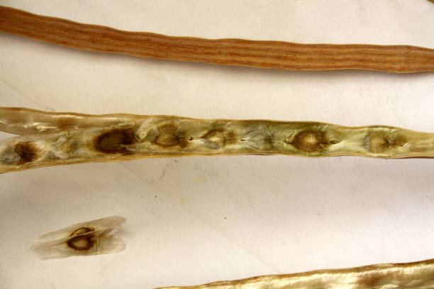 istock Mature and dried Drumstick (Moringa oleifera) seed pods with seeds : (pix Sanjiv Shukla) 2164046238