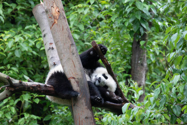 istock Funny Pose of Sleeping Panda, China 2164046322