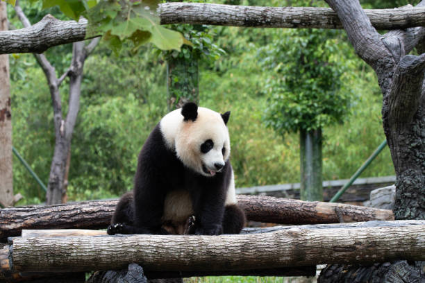 istock Male Panda Returned from USA, Xiao Qi Ji 2164046335