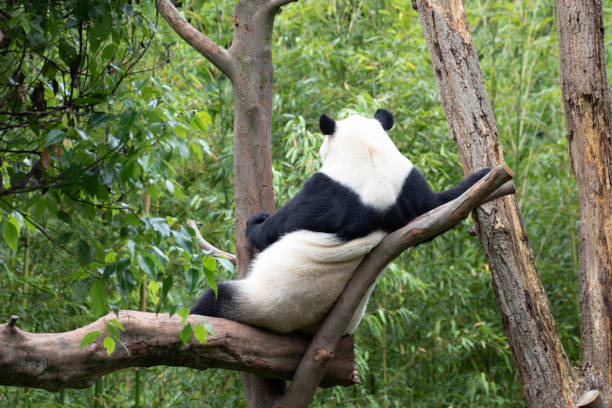 istock Female Panda Relaxing on the Tree 2164046348