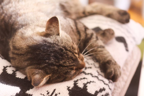 Lovely pet in comfortable home interior.
