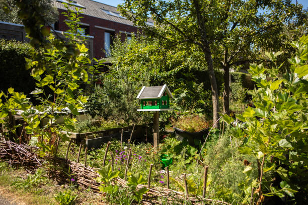 Overgrown domestic garden