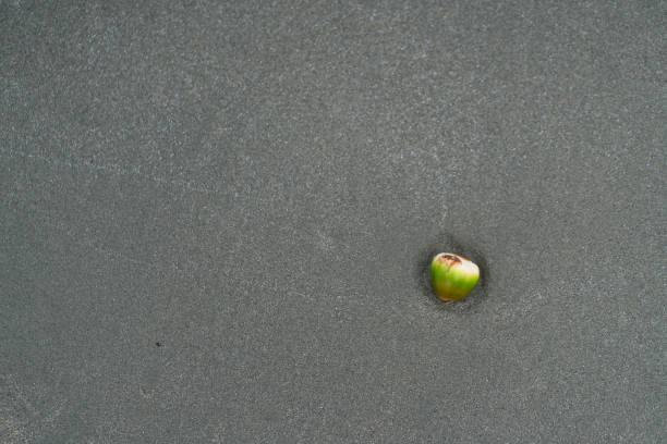 Flowers and fruit of white and pink Barringtonia asiatica or Fish Poison Tree , Putat or Sea Poison Tree in full bloom on its tree. lying on the sand