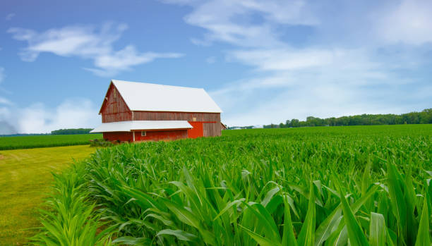 istock Corn field with old Red Barn-Tipton County, Indiana 2164048769