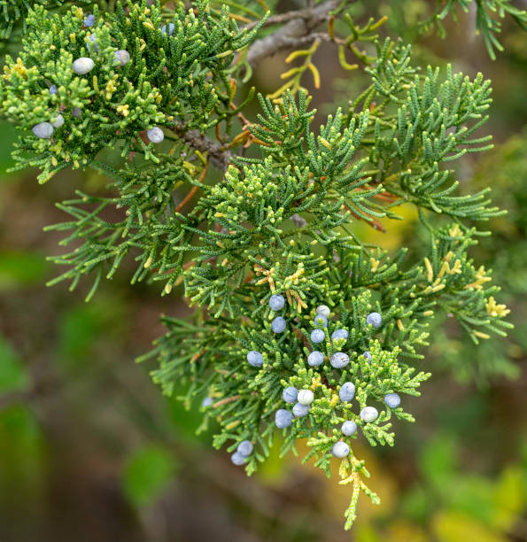 The pale blue berries of the native tree, Virginia juniper, Juniperus virginiana. A native tree, also known as eastern red cedar. Summer. Stone Mountain State Park, NC. stock photo