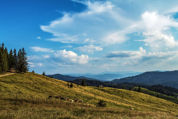 istock Landscapes - Macro  - Forest - Europe, Romania 2164052041