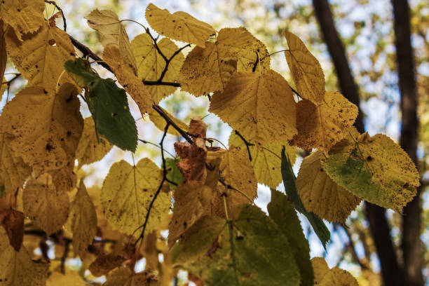 istock Landscapes - Macro  - Forest - Europe, Romania 2164052109