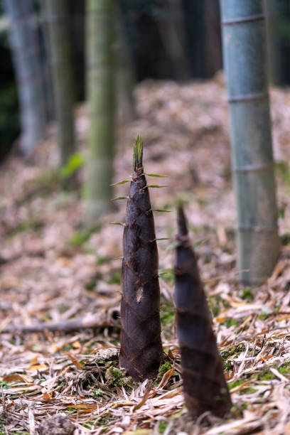 Bamboo,Bamboo Forest,China,Asia.
