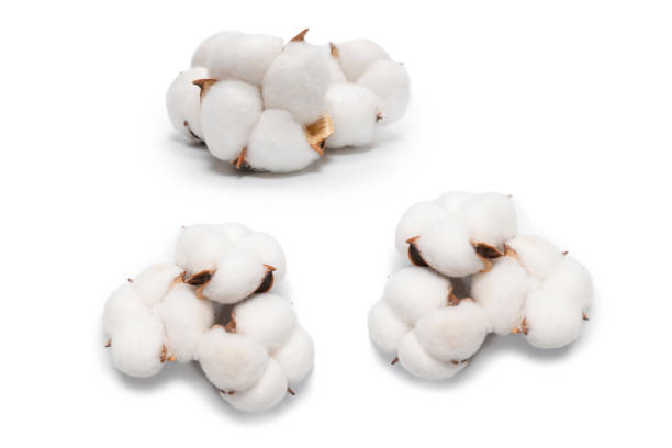 istock Cotton flower branch isolated on white background. 2164053265