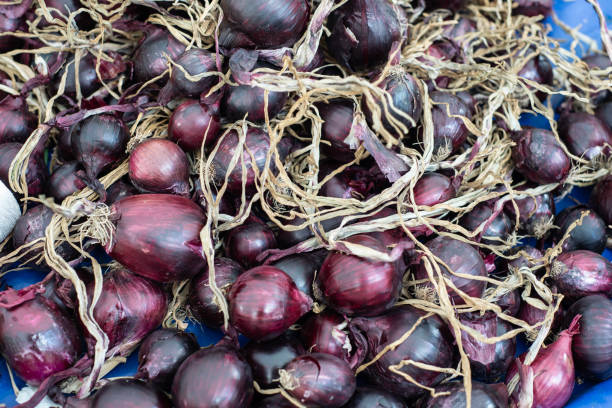 Harvested red onions on display
