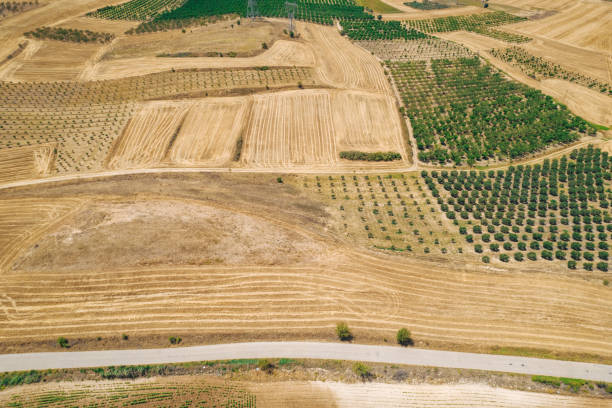 Aerial view of fields of various agricultural plants with interesting golden lines left from cut crops, crossed with country road..