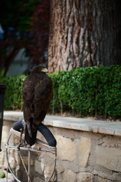 Stock photo showing Clanga hastata (Indian spotted eagle) perched in residential area drying it's feathers. This is a large bird of prey found in South Asia.