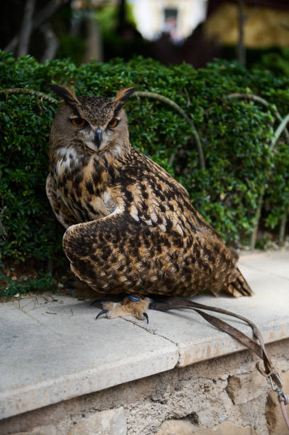 istock Majestic Eurasian eagle-owl perched in a natural setting with lush greenery 2164055849