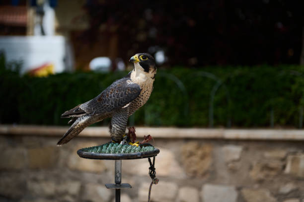 Wanderfalke / Peregrine falcon / Falco peregrinus