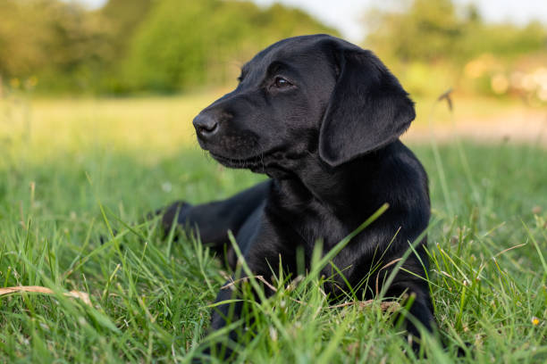 istock Black Labrador puppy 2164057374