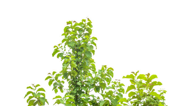 istock A cut-out of a teak tree on a white background with clipping paths. 2164058164