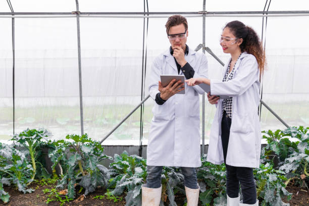 istock scientist researcher team working together to develope vegetable plant species in experimental farm lab 2164058697
