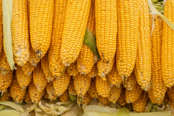 Organic Sweet Corn