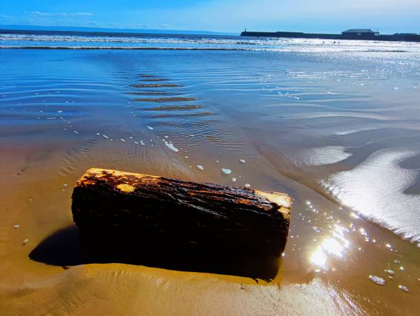 istock A piece of driftwood on the beach. 2164061003