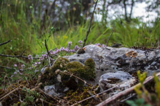 istock Landscapes - Macro  - Forest - Europe, Romania 2164061535