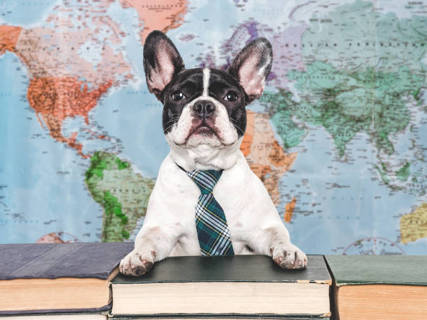 istock Cute puppy and old books. Studio shot 2164065063