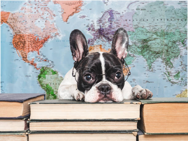 istock Cute puppy and old books. Studio shot 2164065070