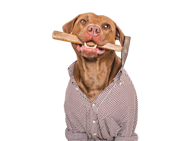 istock Cute brown dog, work shirt and hammer 2164065102
