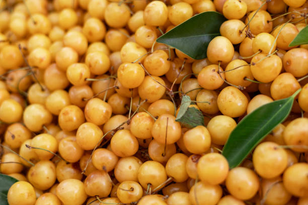 Many Sweet ripe yellow cherries as a background. Turkish season bazaar or market counter. Summer fruits