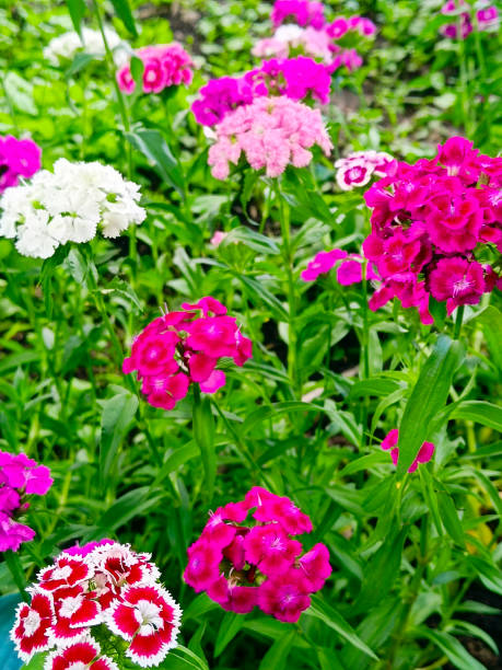 istock Beautiful pink and white carnations. Close-up, vertical photograph. 2164065761