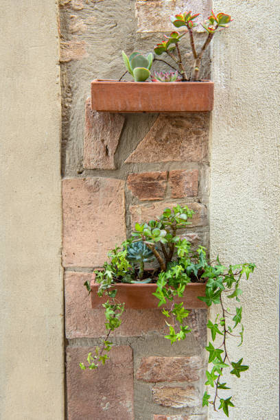 istock Stone Wall with Two Flower Pots of Succulent Plants 2164066416